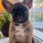 Bugi-vugi-male-french-bulldog-puppy-for-sale-1 (3)
