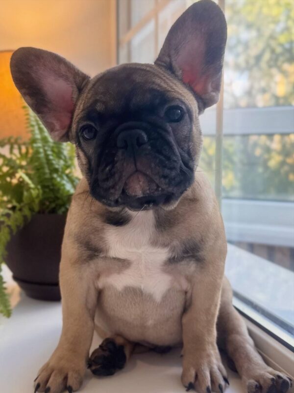 Bugi-Vugi French Bulldog Bugi-Vugi French Bulldog