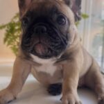Bugi-vugi-male-french-bulldog-puppy-for-sale-1 (4)