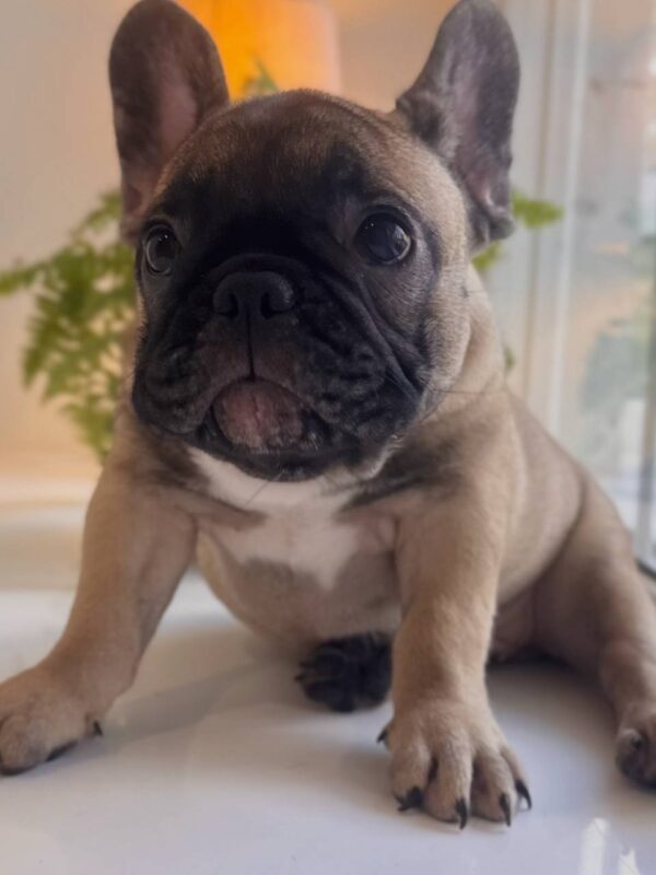 Bugi-Vugi French Bulldog Bugi-Vugi French Bulldog