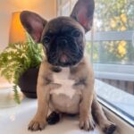 Bugi-vugi-male-french-bulldog-puppy-for-sale-1 (5)