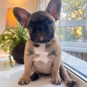 Bugi-Vugi French Bulldog Bugi-Vugi French Bulldog