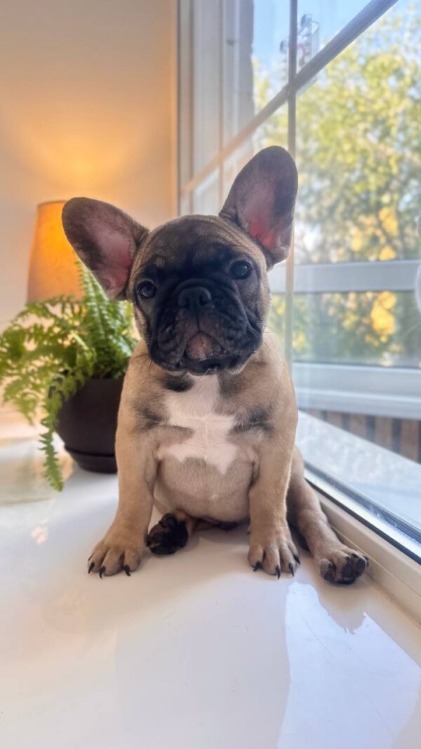 Bugi-Vugi French Bulldog Bugi-Vugi French Bulldog