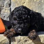 Bumba-female-cavapoo-puppy-for-sale-1 (1)