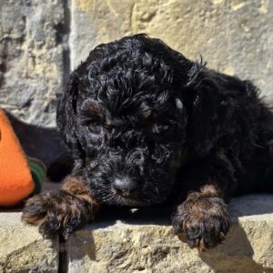 Bumba Cavapoo Bumba Cavapoo