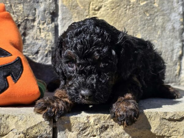 Bumba Cavapoo Bumba Cavapoo