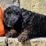 Bumba-female-cavapoo-puppy-for-sale-1 (2)