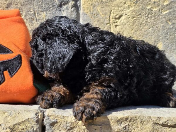 Bumba Cavapoo Bumba Cavapoo