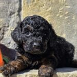 Bumba-female-cavapoo-puppy-for-sale-1 (3)
