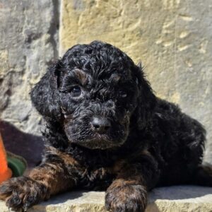 Bumba Cavapoo Bumba Cavapoo