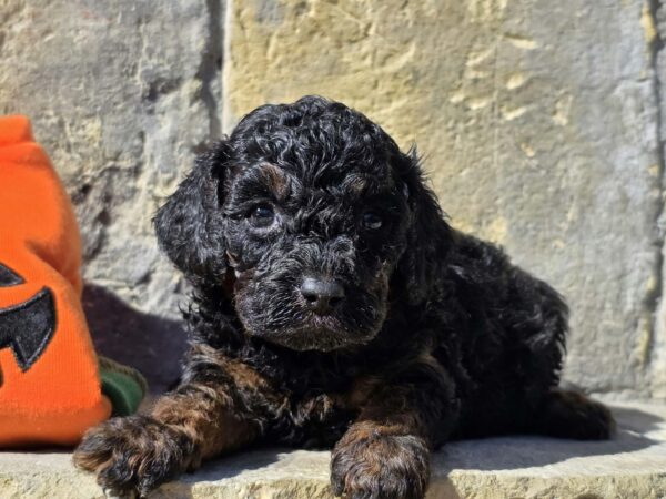 Bumba Cavapoo Bumba Cavapoo