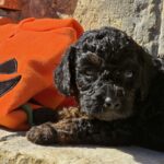 Bumba-female-cavapoo-puppy-for-sale-1 (4)