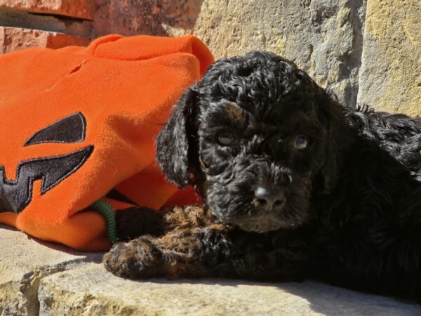 Bumba Cavapoo Bumba Cavapoo
