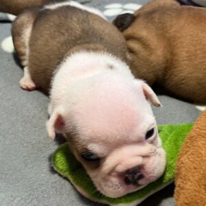 Buyan English Bulldog Buyan English Bulldog