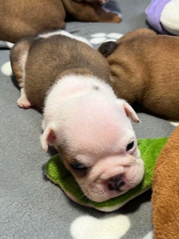 Buyan English Bulldog Buyan English Bulldog