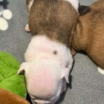 Buyan-male-English-bulldog-puppy-for-sale-1 (2)