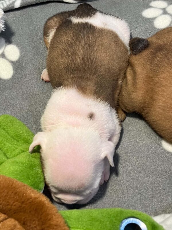 Buyan English Bulldog Buyan English Bulldog
