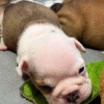 Buyan-male-English-bulldog-puppy-for-sale-1 (3)