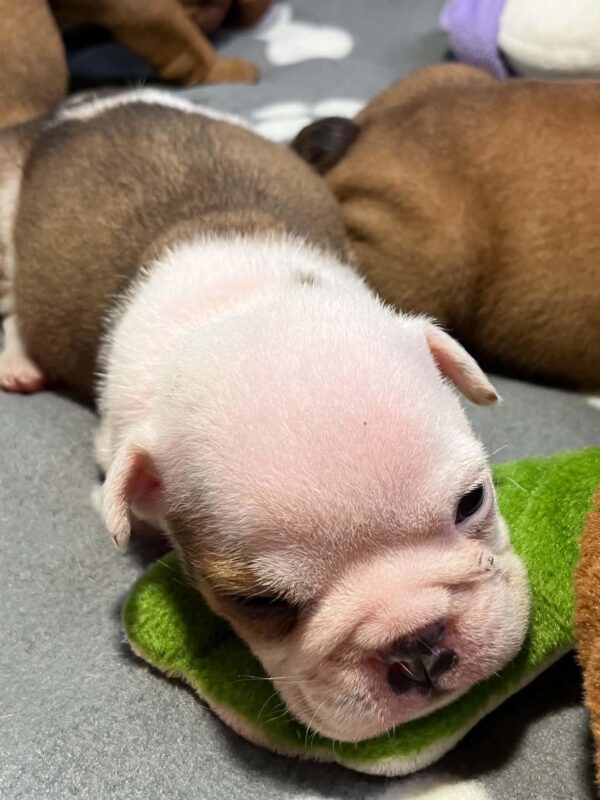 Buyan English Bulldog Buyan English Bulldog