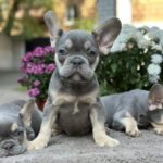 Camellia-male-french-bulldog-puppy-for-sale-1 (1)