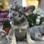 Camellia-male-french-bulldog-puppy-for-sale-1 (2)