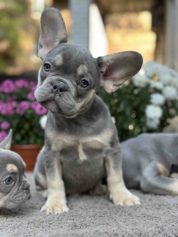Camellia French Bulldog Camellia French Bulldog
