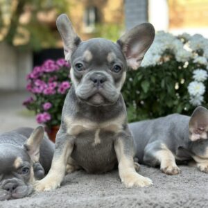 Camellia French Bulldog Camellia French Bulldog