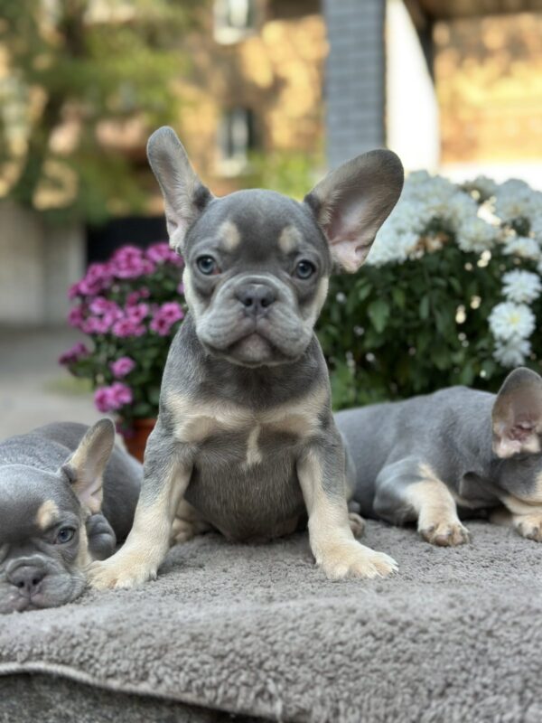Camellia French Bulldog Camellia French Bulldog