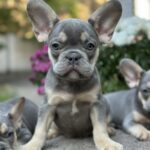 Camellia-male-french-bulldog-puppy-for-sale-1 (4)