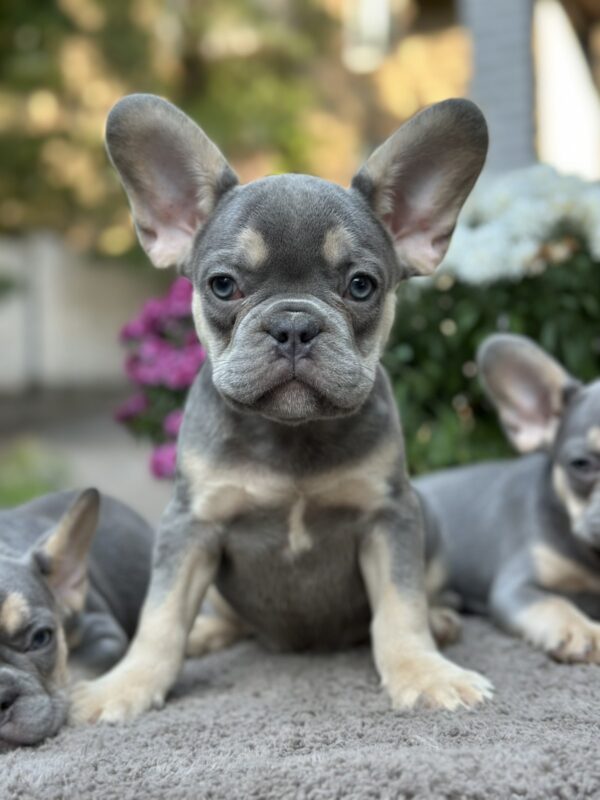 Camellia French Bulldog Camellia French Bulldog