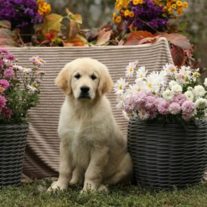 Carly Golden Retriever Carly Golden Retriever