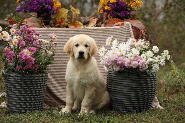 Carly Golden Retriever Carly Golden Retriever