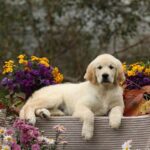 Carly-female-golden-retriver-puppy-for-sale-1 (2)