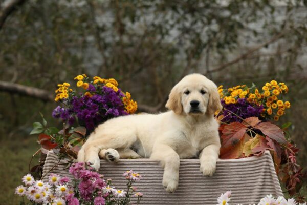 Carly Golden Retriever Carly Golden Retriever