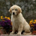 Carly-female-golden-retriver-puppy-for-sale-1 (3)