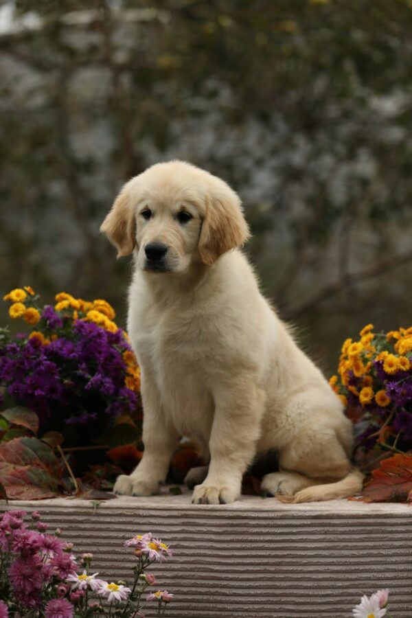Carly Golden Retriever Carly Golden Retriever