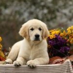 Carly-female-golden-retriver-puppy-for-sale-1 (4)
