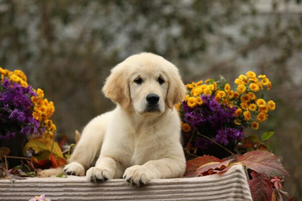 Carly Golden Retriever Carly Golden Retriever