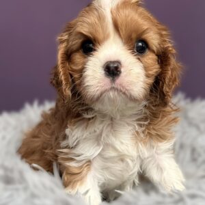 Carmen Cavalier King Charles Spaniel Carmen Cavalier King Charles Spaniel
