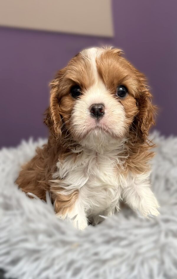 Carmen Cavalier King Charles Spaniel Carmen Cavalier King Charles Spaniel