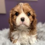 Carmen-female-King-Charles-Spaniel-puppy-for-sale-1 (2)