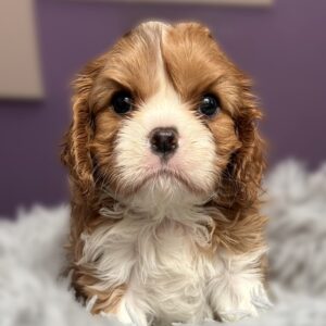Carmen Cavalier King Charles Spaniel Carmen Cavalier King Charles Spaniel