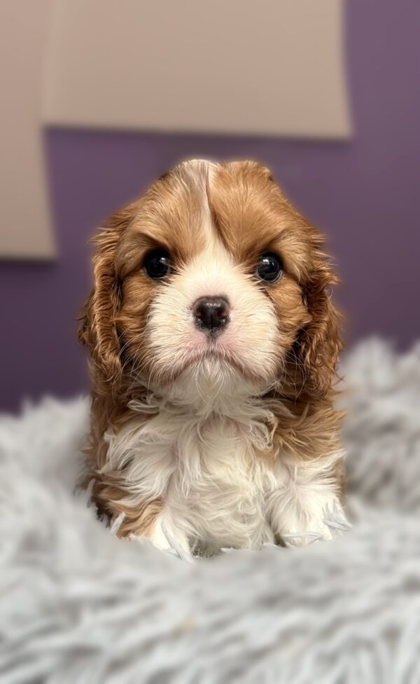Carmen Cavalier King Charles Spaniel Carmen Cavalier King Charles Spaniel