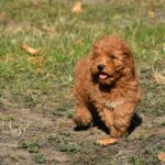 Chanita-female-goldendoodle-puppy-for-sale-1 (1)