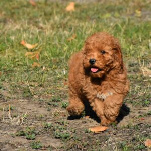 Chanita Goldendoodle Chanita Goldendoodle