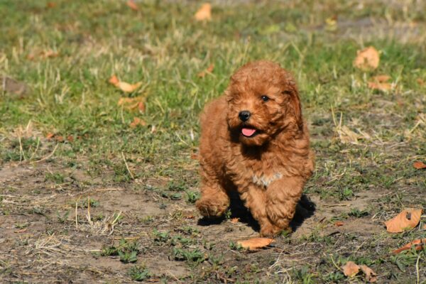 Chanita Goldendoodle Chanita Goldendoodle