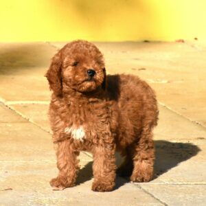 Chanita Goldendoodle Chanita Goldendoodle