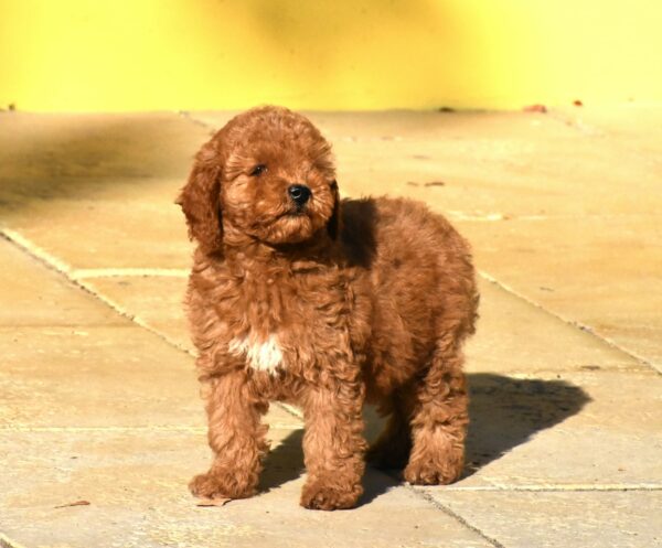 Chanita Goldendoodle Chanita Goldendoodle