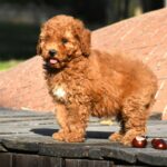 Chanita-female-goldendoodle-puppy-for-sale-1 (3)