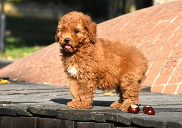 Chanita Goldendoodle Chanita Goldendoodle